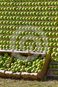 Background of apples. Stand of ripe fruit.