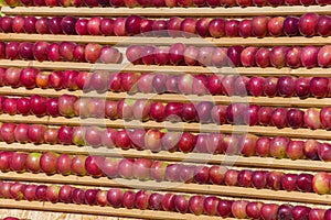 Background of apples. Stand of ripe fruit.