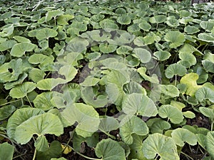 Background of aquatic watercress plants