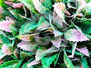 Background of artificial flowers