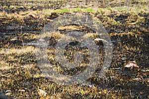 Background from the ashes of the burnt grass. Plant ash on the field after the fire burned.
