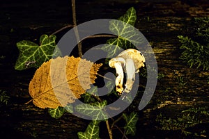 Background of Autumn abstract composition with autumnal leaves and mushroom. Design texture pattern concept.