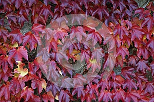 Background with autumn colorful ivy leaves