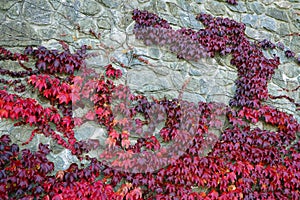 Background with autumn colorful ivy leaves