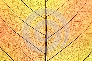 Background of Autumn colors Leaf cell structure - natural texture