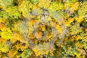 Background autumn fall trees tree forest woods colorful leaves season aerial photo drone view