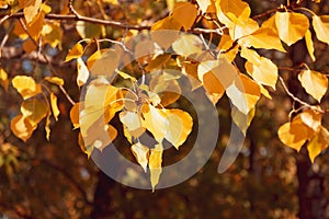 Background autumn foliage yellow golden tree linden in the season of falling leaves in the forest warm day in indian