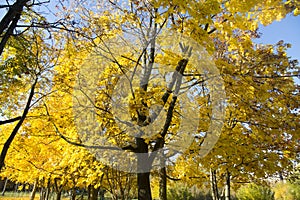 Autumn in the city park, yellow leaves of the maples