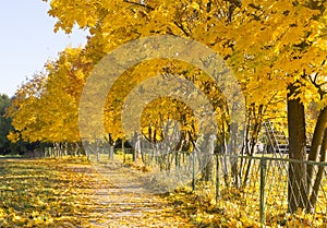 Autumn in the city park, yellow leaves of the maples