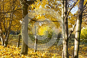 Autumn in the city park, yellow leaves of the maples