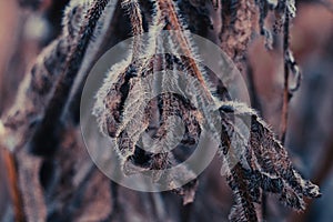 Background from autumn leaves. First frosts. Dry leaves in hoarfrost in early morning. Poster for interior.