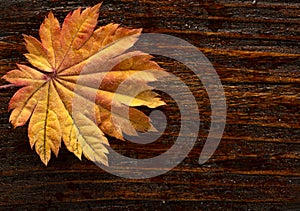 Autumn leaves of japanese palm tree maple on wood texture background