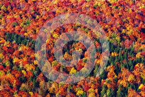 Background of autumn texture pattern