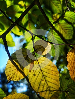 background with autumn yellow-green leaves with dew drops. Nature abstract background. beautiful foliage texture.
