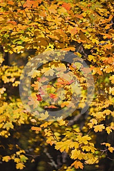 Background of autumn yellow leaves. Autumn. A tree with yellow leaves