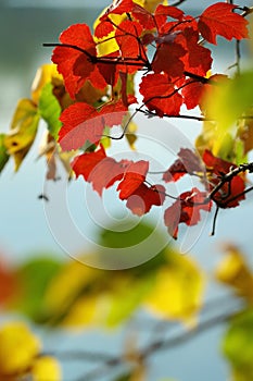 Background of autumnal colora