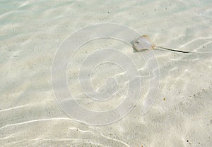 Background of baby common stingaree stingray in shallow water