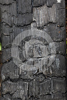 Background, backdrop, texture black charred timber, wood, coal after fire, abstract and in cracks of charcoal