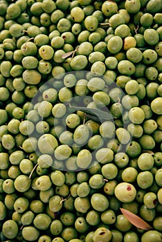 Background. Background of freshly picked green olives