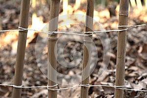 Background with bamboo branches