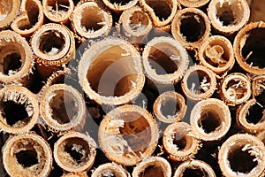 Background of bamboo canes.