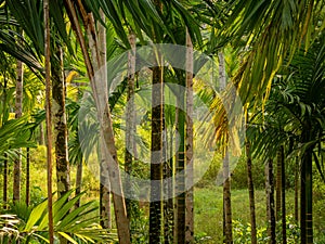 Background of Bamboo trees photo