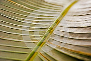 background of banana leaf close-up lit