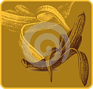 Background with bananas, hand-drawing. Vector illu