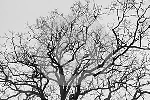 Background of bare tree crown silhouettes with capricious branches