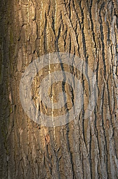 Background bark