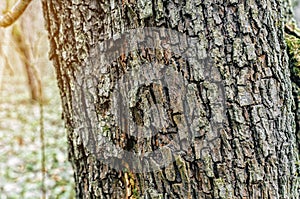 Background of the bark of an apple tree. Dry tree bark scales in forest