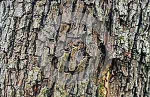 Background of the bark of an apple tree. Dry tree bark scales in forest