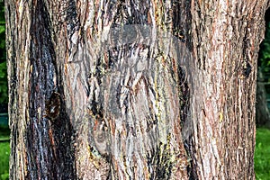 Background of the bark of the cypress tree Cupressocyparis leylandii in Latin