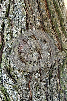 Background bark