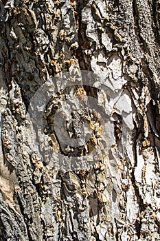 Background bark