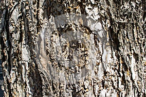 Background bark