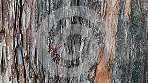 The background is the bark of the old cypress.