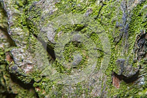 Background with the bark of an old tree with cracks and bumps overgrown with green moss