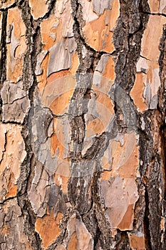 Background of the Bark of the Pine. Wallpaper texture.