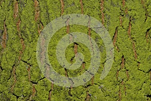 Background Bark Of A Tree With Moss