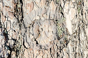 Background with bark tree texture. Moss on the tree