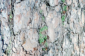 Background with bark tree texture. Moss on the tree