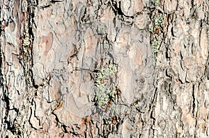 Background with bark tree texture. Moss on the tree