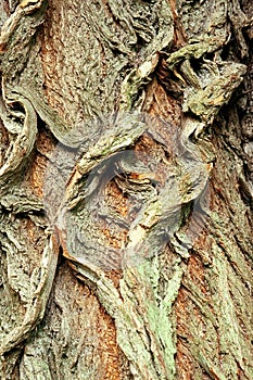 Background of bark of White Willow, Salix alba