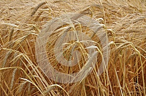 Background of barley ears