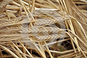 Background of barley ears