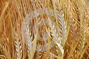 Background of barley ears