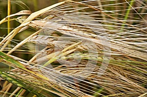 Background of barley ears