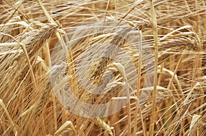 Background of barley ears