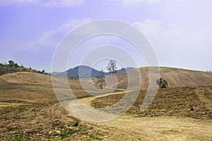 Background barren mountains, trees wilted leaves are filled in the summer